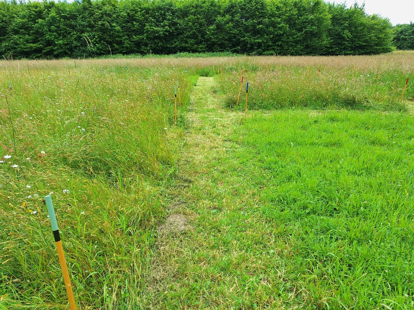 Grassland