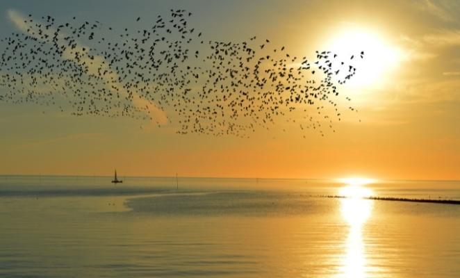 The North Sea at sunset in calm weather, with a flock of birds flying across the sky and a ship on the horizon.