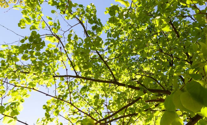 A tree with light green leaves in springime