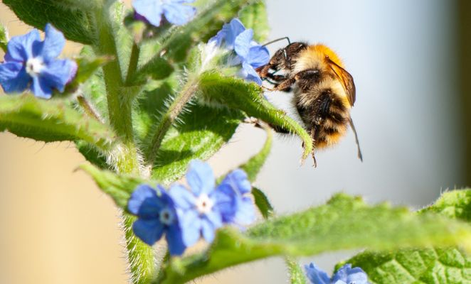 Bee visiting blue flowers.