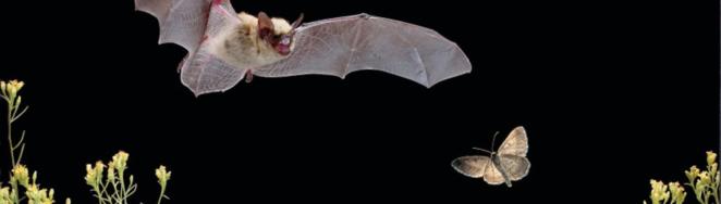 Bat and moth