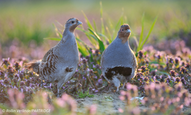 Two partridges among flowering heather plants.