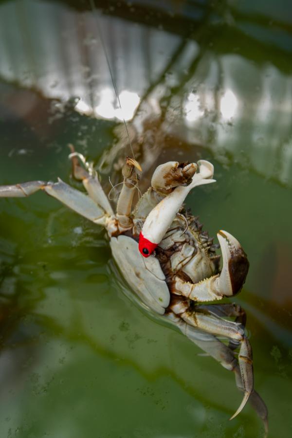 crab