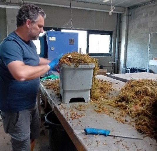 Processing cucumber vines