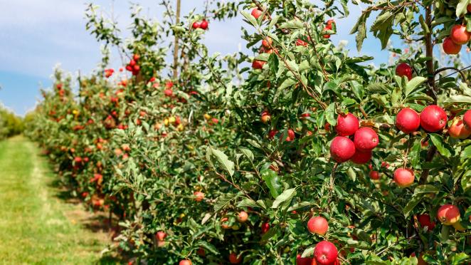 Apple chain