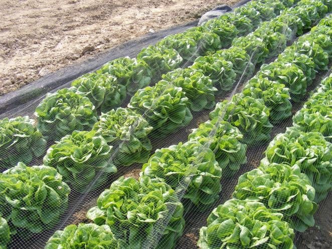 foodcrops 