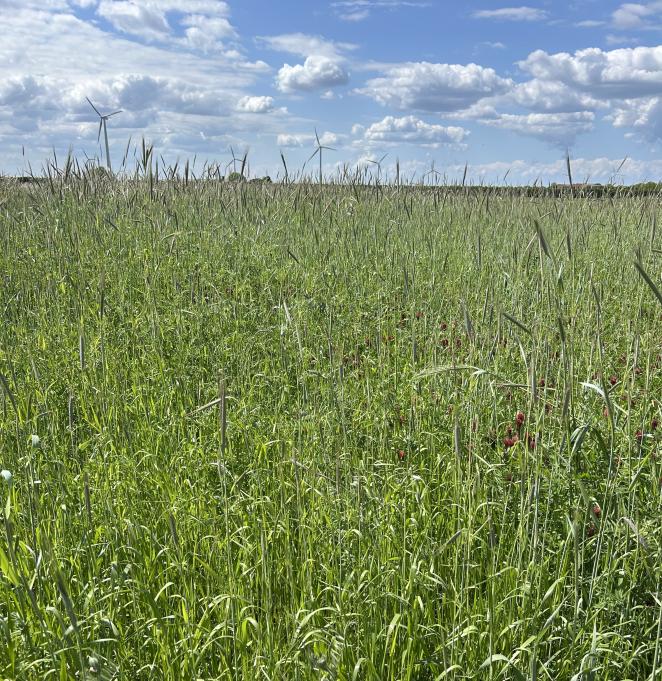 Greenmanure