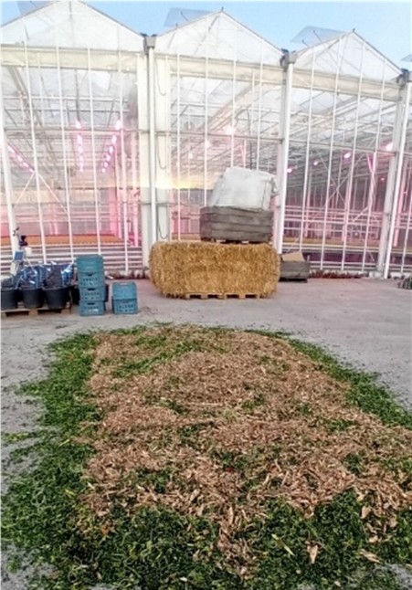 Chcory roots addition