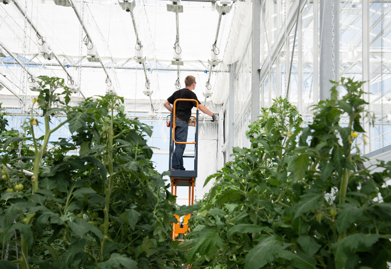 A man on a ladder regulates light in a greenhouse full of tomato plants
