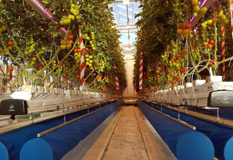 Inside a large modern greenhouse with rows of tomato plants.