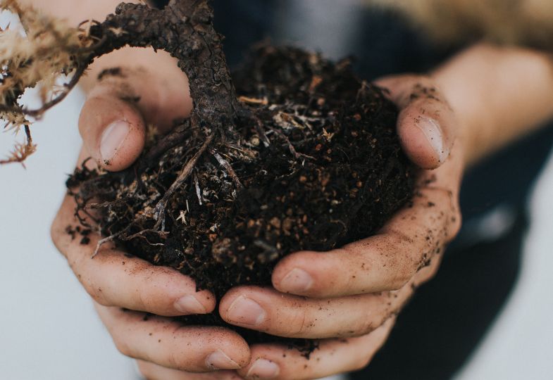 Hands holding a clump of dark brown soil