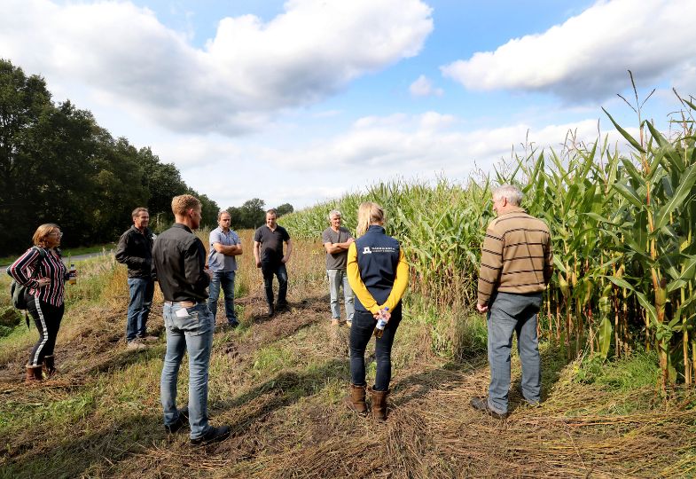 A group of people in conversation next to a maize field 