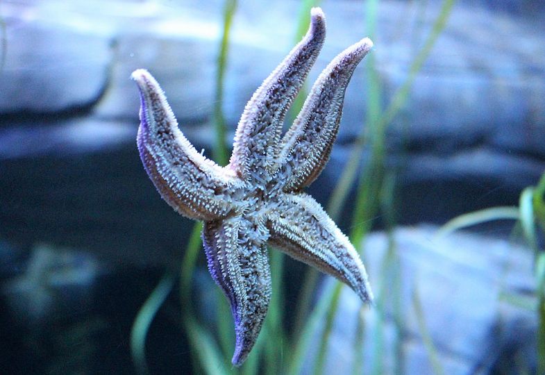 A violet Common Starfish in the North Sea, with blue cliffs in the background