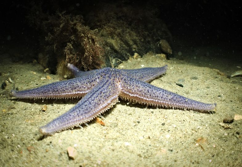 Violet starfish on the seabed
