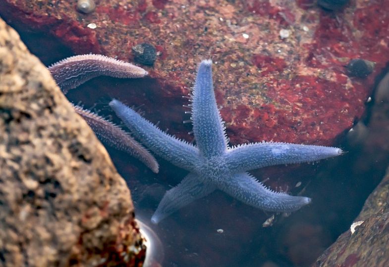 Violet and pink starfish hiding among rocks