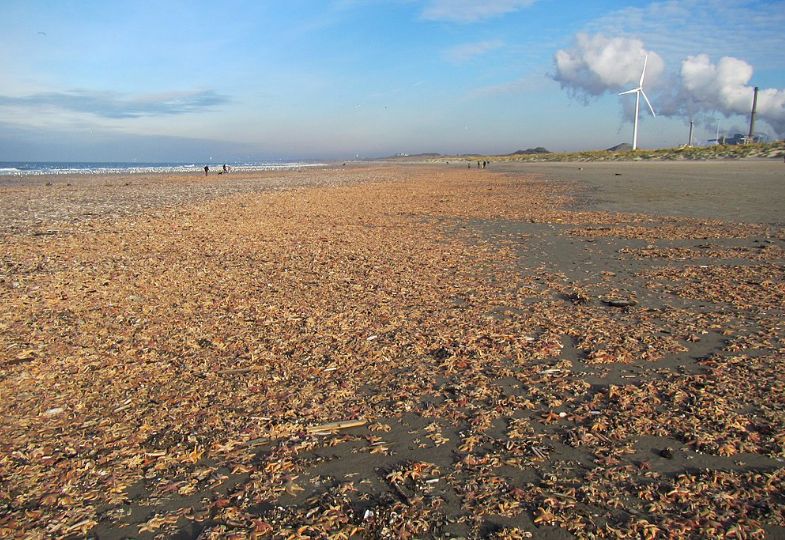 Thousands of starfish washed ashore on a sunny day