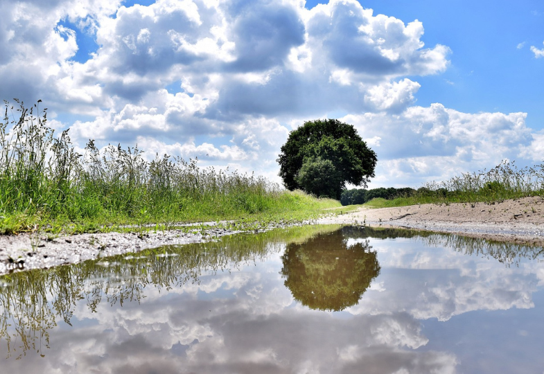 Puddle and tree and blue skye