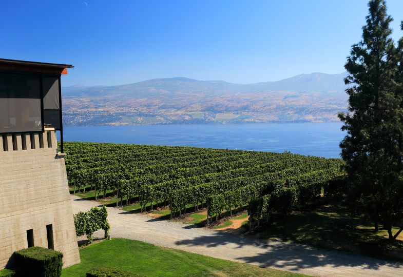 Vinyard sloping down towards a blue bay, with mountains in the horizon