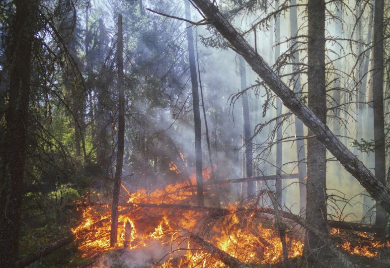 A fire in the forest, with one tree falling