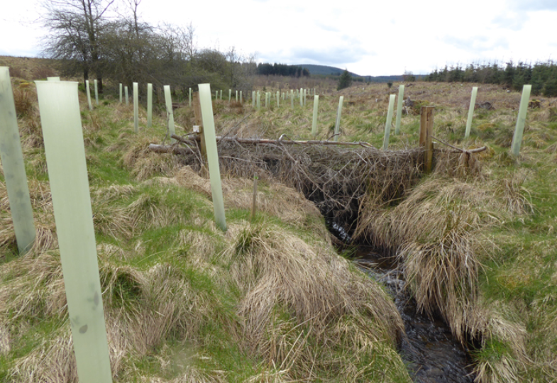 A leaky dam at an Eddleston river