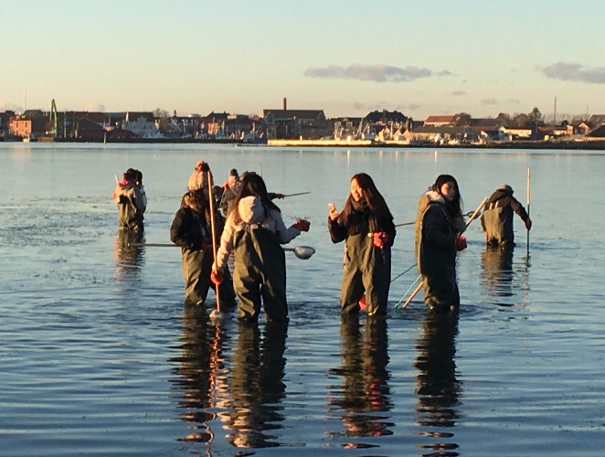 Chinese people standing in the water catching oysters.