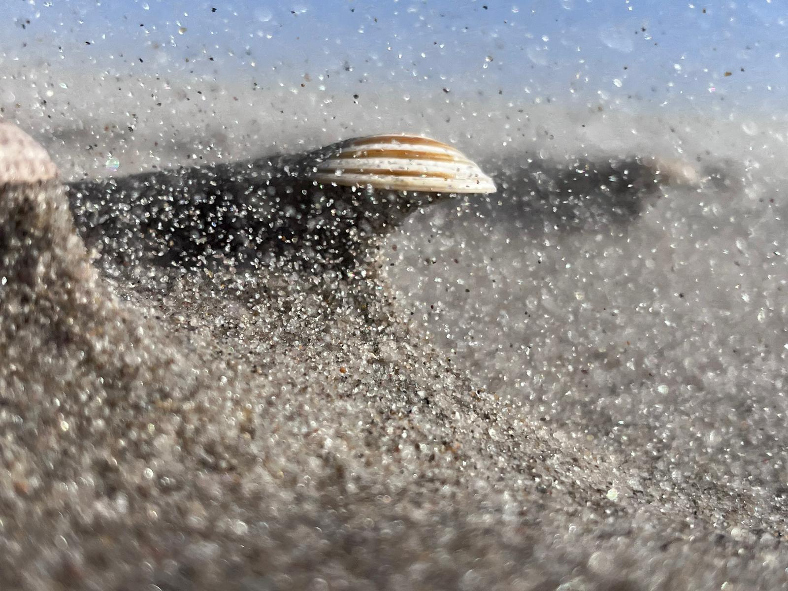 Shell in a sandstorm