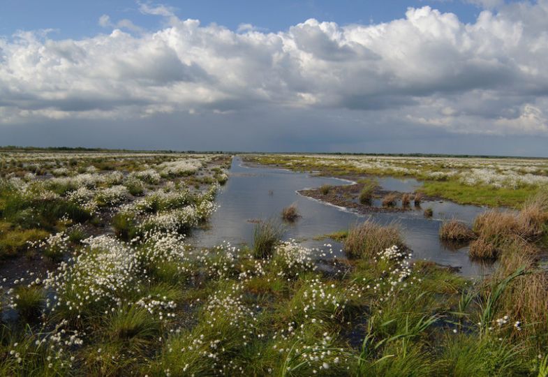 An expanse of raised bog with flowering plants, surrounding waterways and set against a blue sky with white clouds.