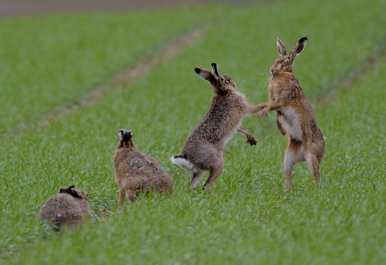 Four hares in a green field.