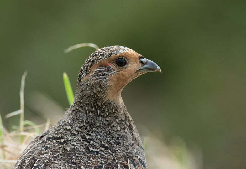A closeup photo of a partridge.