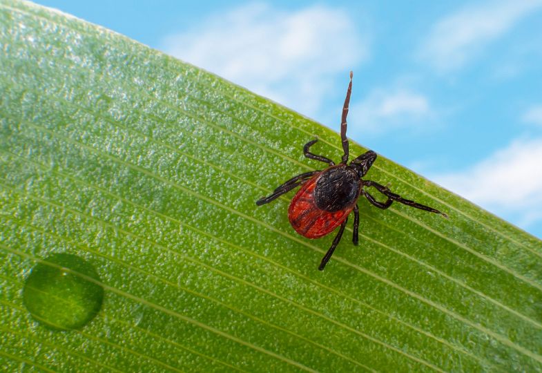 A red tick sitting on a green leaf set against a sky with light clouds