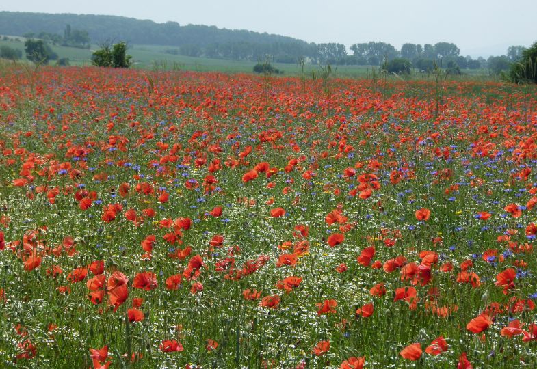 A field full of red poppies and other wildflowers