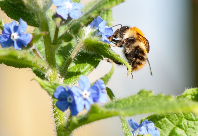 Bee visiting blue flowers.