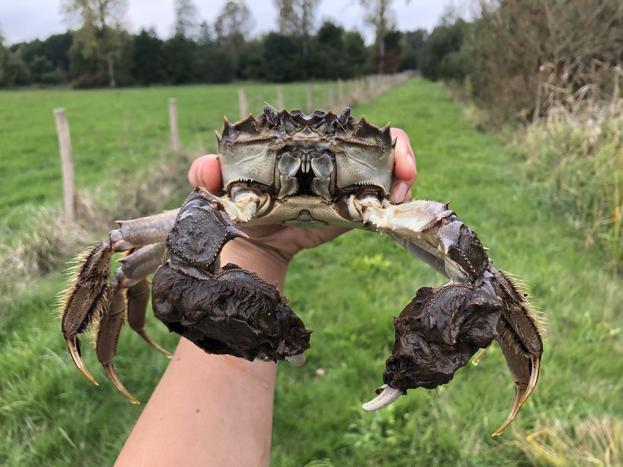 Mitten crab