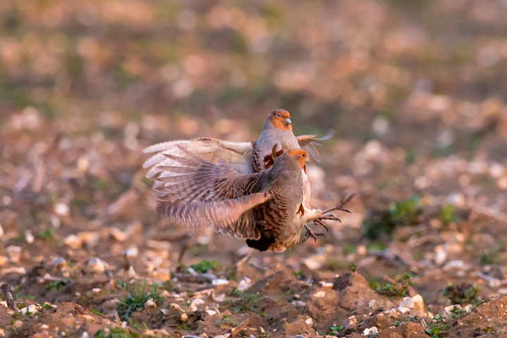 Two partridges fighting with each other. 