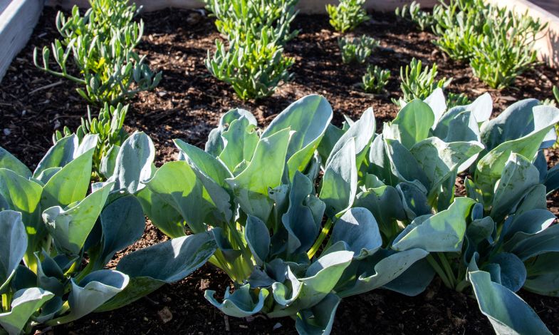 Cabbage plants growing in a raised soil bed.