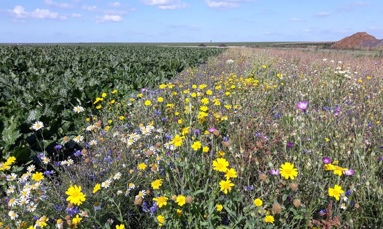 A bed of yellow flowers next to a field with cabbages.