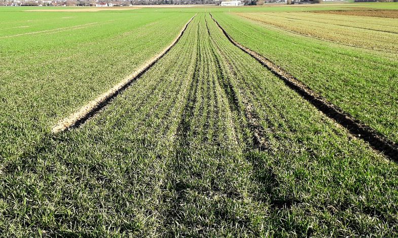 A monotonous field with short green grass.