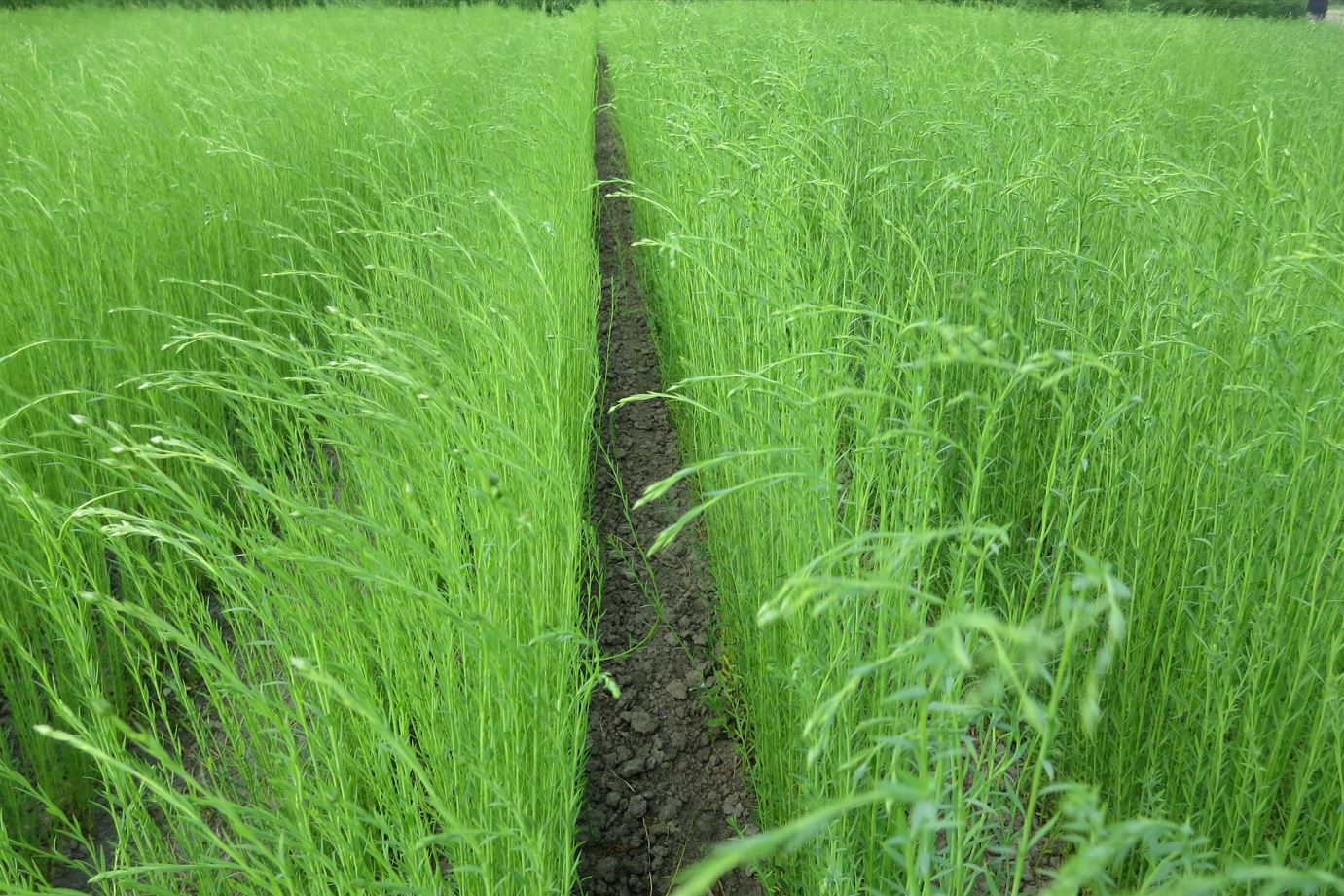 Field of growing flax. 