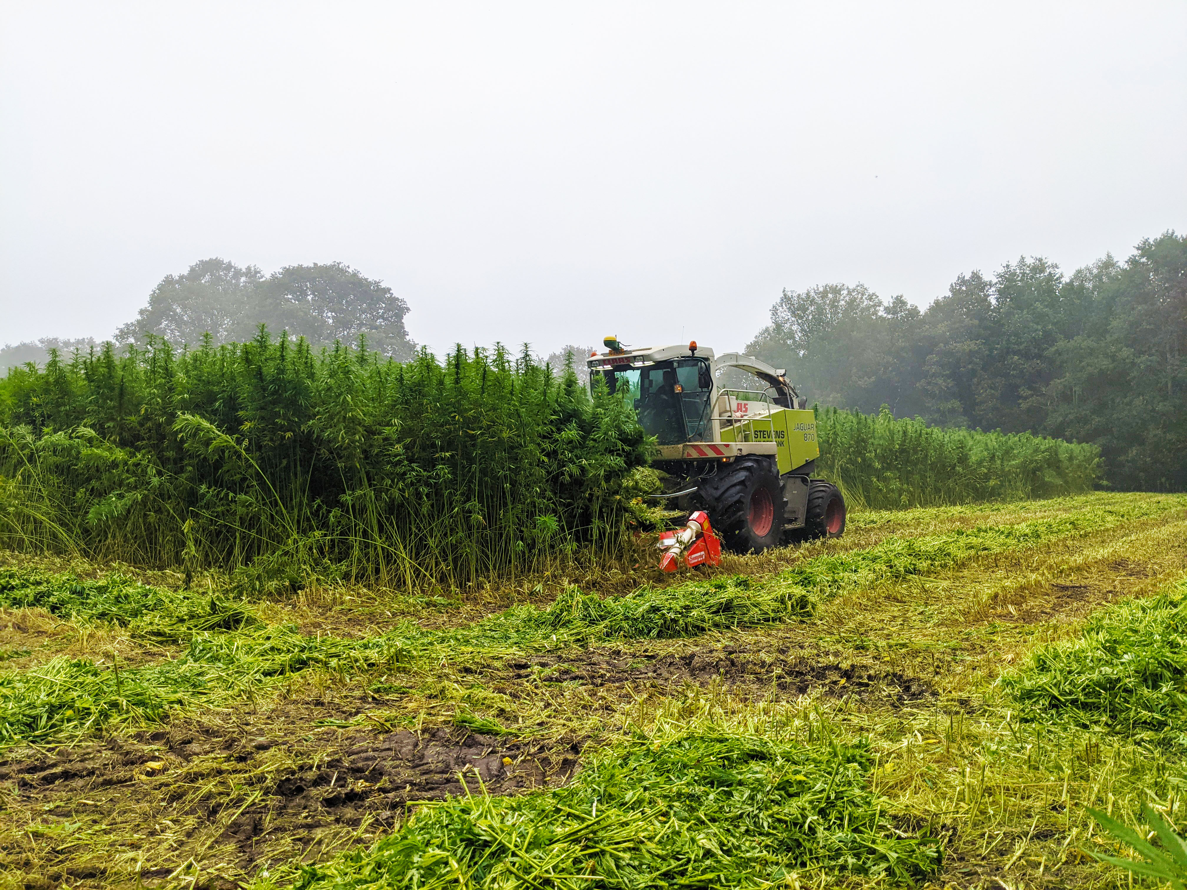 Harvesting Fiber Hemp