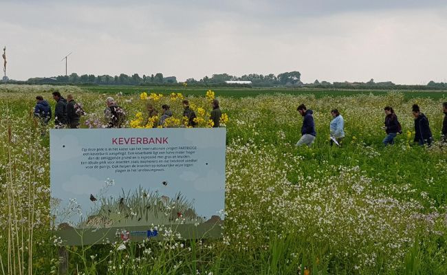 A signpost in a field full of wildflowers, with people walking behind.