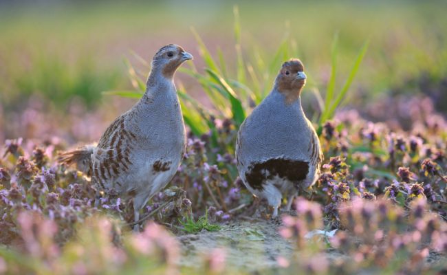 Two grey partridges amid pink flowers.