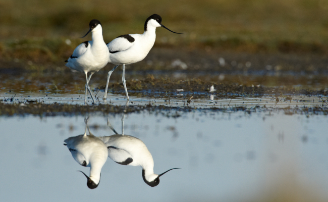 Two pied avocets in pool of water.