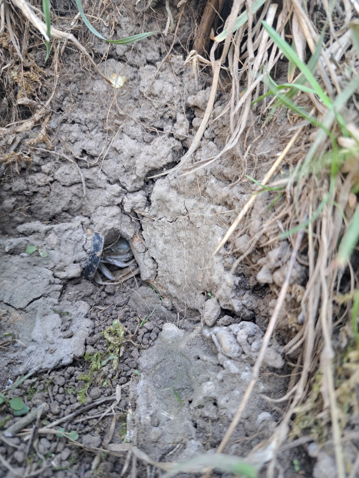 Hidden Chinese mitten crab