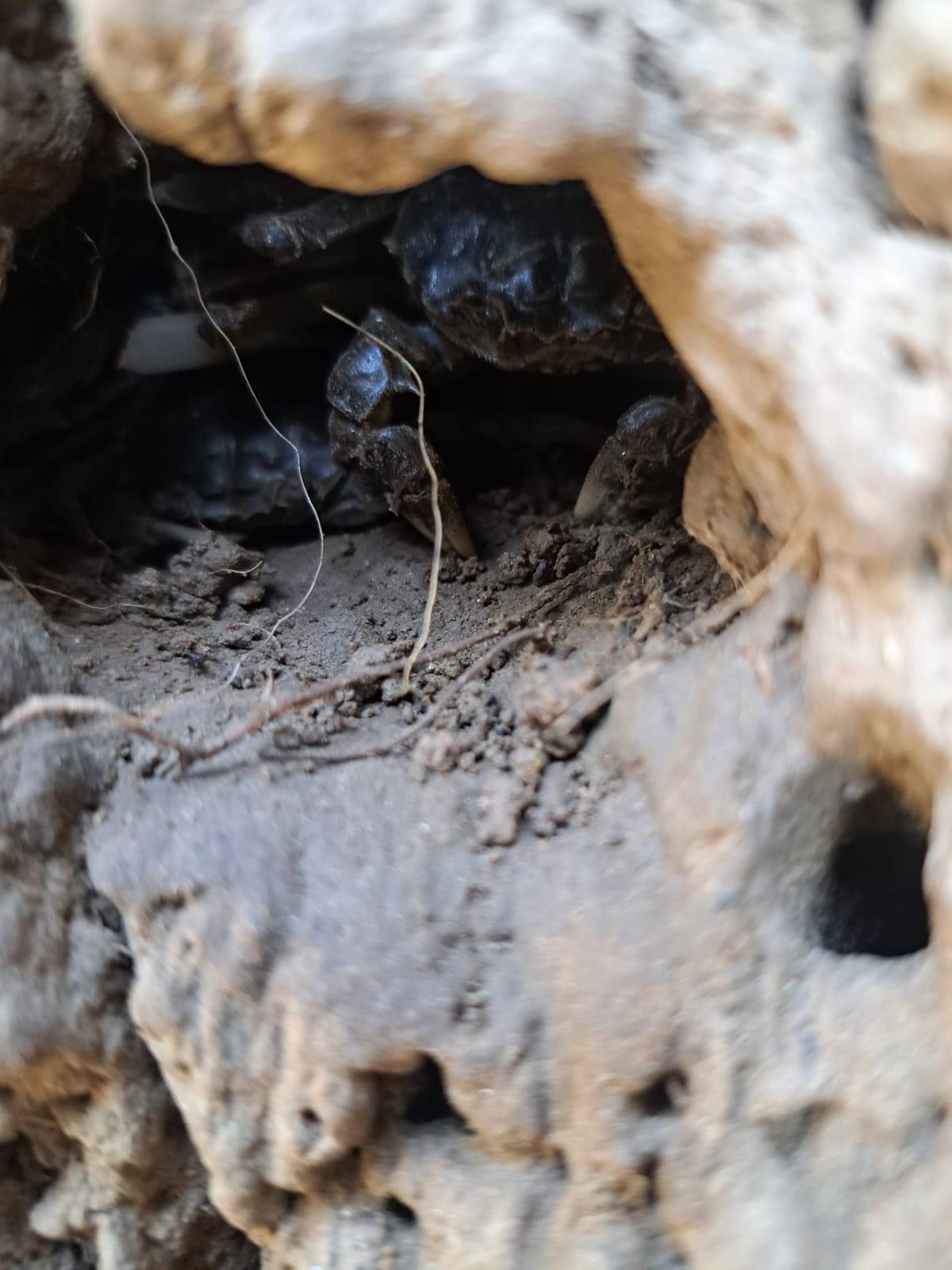 Hidden Chinese mitten crab
