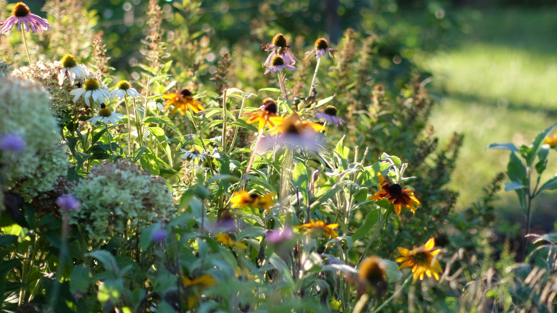 Photo of wild flowers