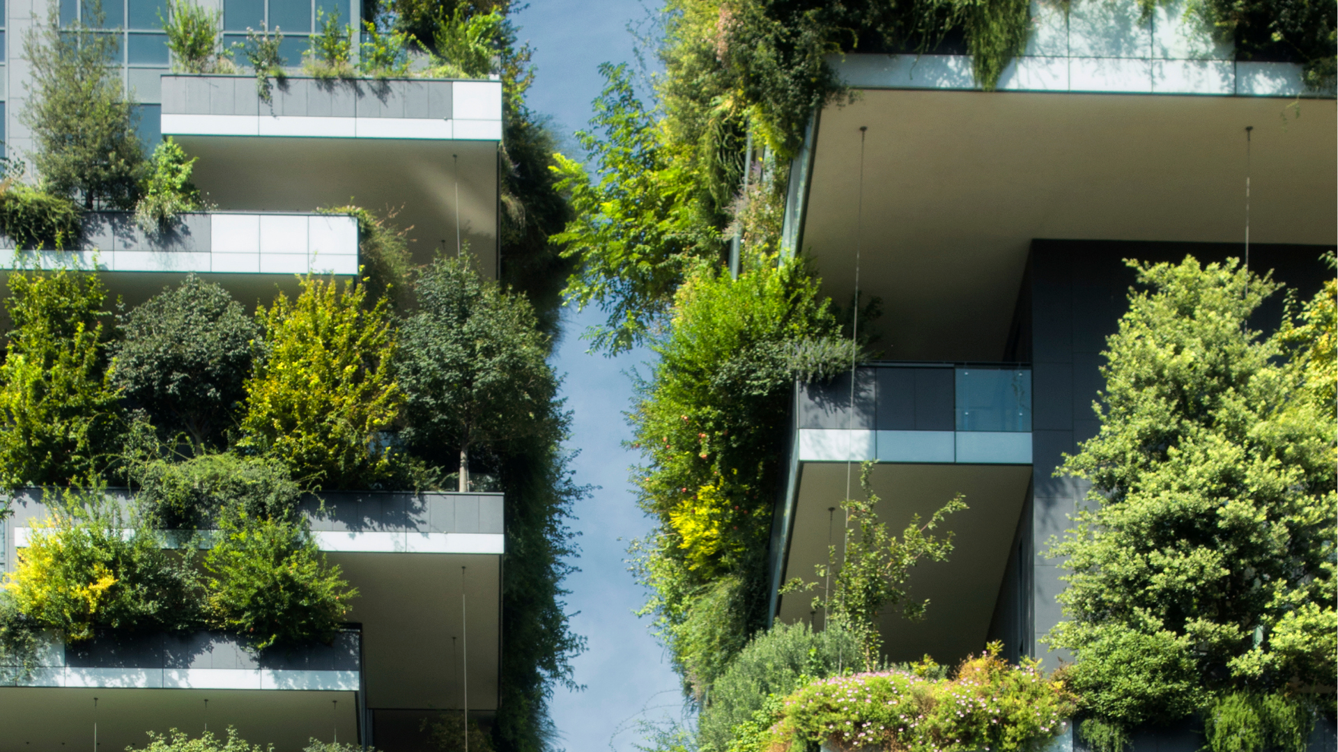 Photo of 'green wall' on building made of green foliage