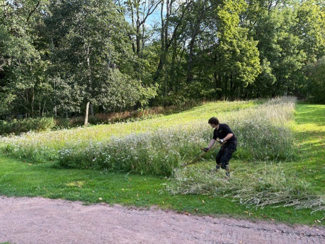 The picture “Cutting hay” show one of the gardeners in the Botanical Garden using a scythe to remove the meadow vegetation