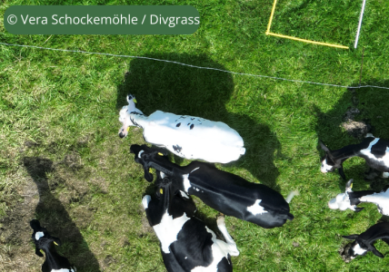 cows on farmland