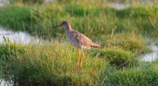Cover image of 2-pager MANABAS COAST