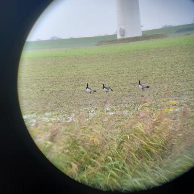 Geese in Eemshaven